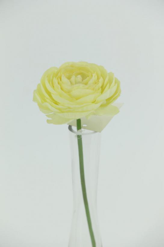tearose with 18cm stem