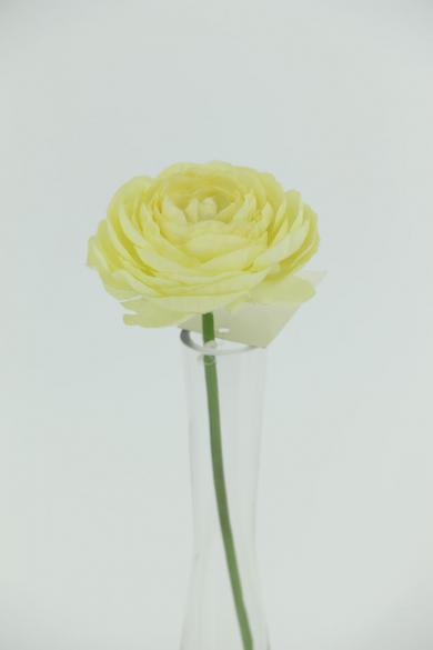 tearose with 18cm stem