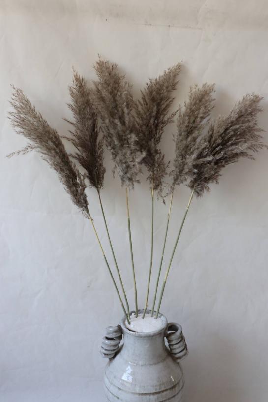 natural pampas flowers small size 90-100cm(head:30-40cm) 3pcs/bag in natural color