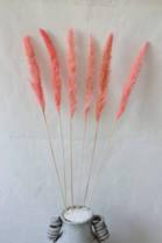 natural pampas flowers small size 65-75cm 6pcs/bag in pink color