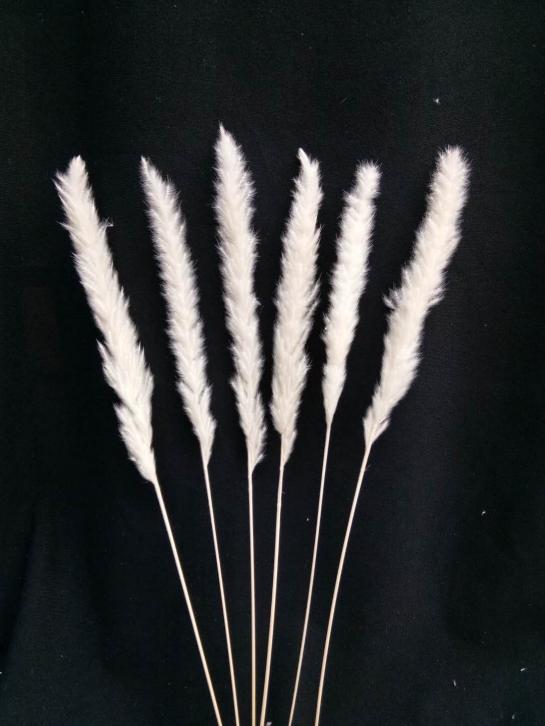 natural pampas flowers small size 65-75cm 6pcs/bag in bleached white color