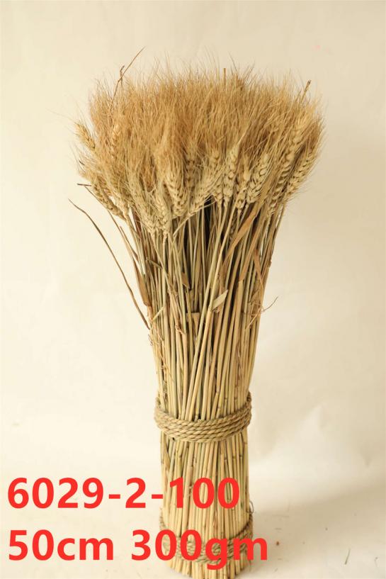 standing wheat 300g 50cm