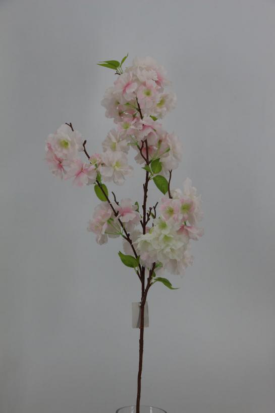 cherry bloomssom branch