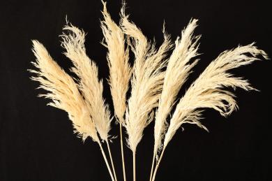 natural pampas flowers small size 90-100cm(head:30-40cm) 3pcs/bag in bleached white color