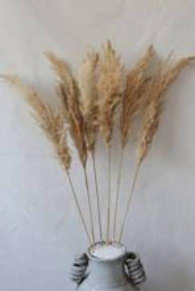 natural pampas flowers small size 65-75cm 6pcs/bag in cream color