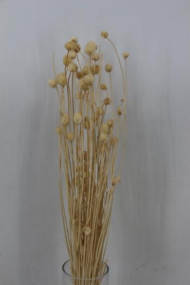 dry flower 50g/bun
