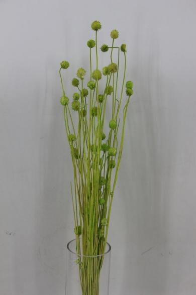 dry flower 50g/bun