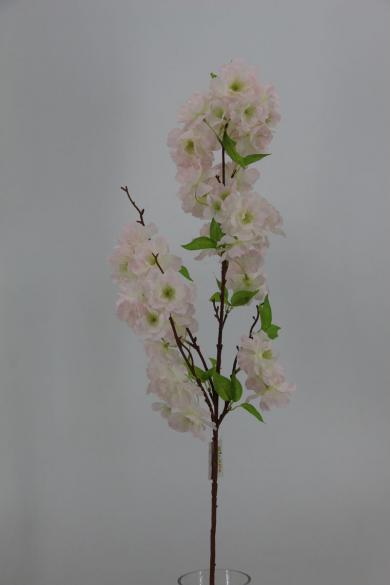 cherry bloomssom branch